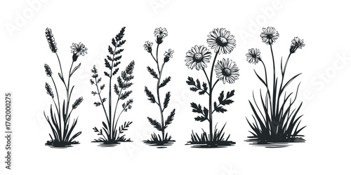 Set of Hand Drawn Wild Grass and Daisy Silhouettes