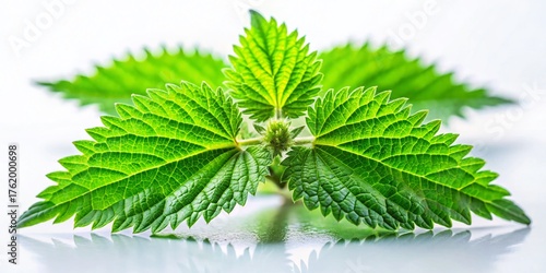Miniature Nettle Plant Isolated on White, Tilt-Shift Photography - Stock Photo