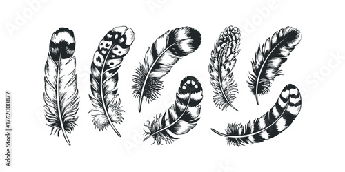 Collection of Hand Drawn Feathers on White Background