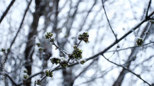 Snowy new sprouting leaves on a branch in slow motion