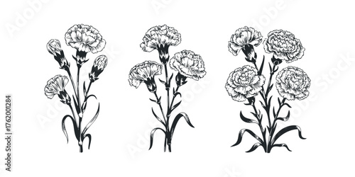 Botanical Line Art Of Carnation Flowers