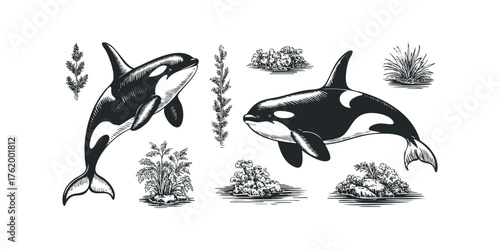 Two killer whales swimming amidst aquatic plants