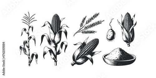 Corn stalks and cobs with harvested grain