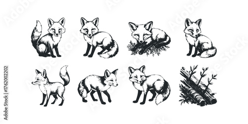 Set of stylized fox drawings in various poses