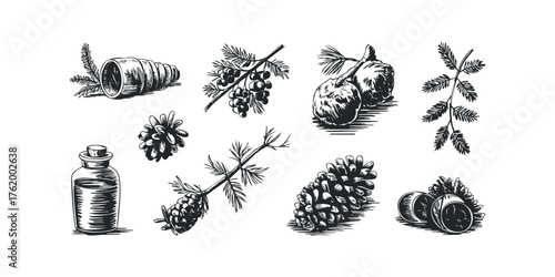 Vintage botanical sketch of pine cones and essential oil bottle