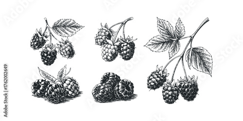 Hand Drawn Raspberries on Stem with Leaves