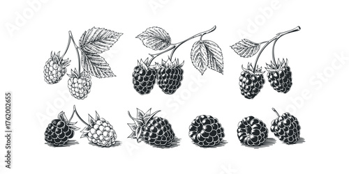 Detailed ink drawings of ripe raspberries on branches with leaves