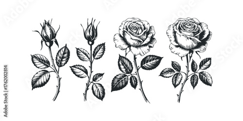 Engraved Rose Stems with Buds and Blossoms