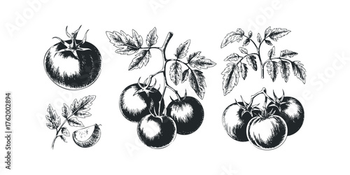 Farm fresh tomatoes on vine and single fruit sketch