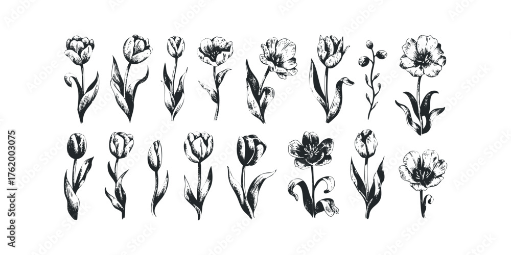 Naklejka premium Collection of Hand Drawn Black Ink Tulip Flowers