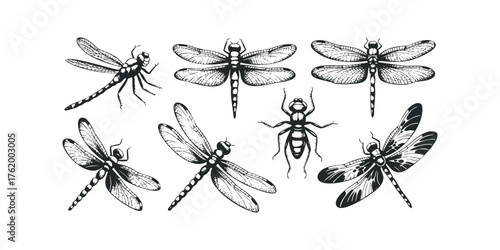 Group of Dragonfly and Insect Silhouettes