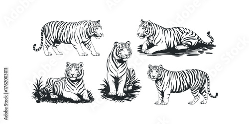 Group of five tigers in various poses against white background