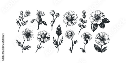 Black and White Floral Elements Collection