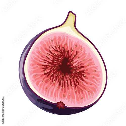 Fig, vector illustration. Highlights, shadows, vibrant design
