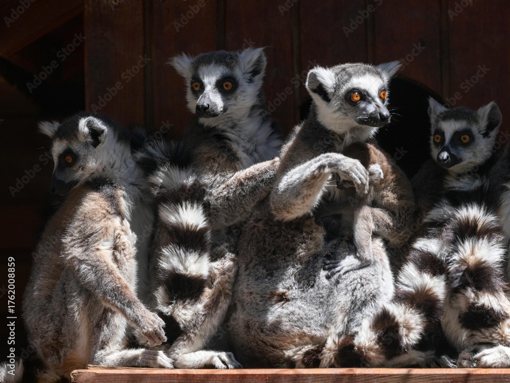 Obraz premium ring tailed lemur
