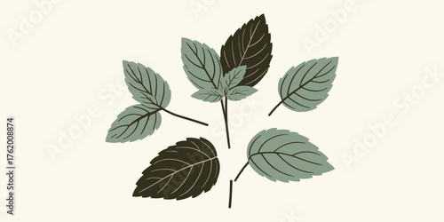 Basil Leaves Composition A Fresh Ingredient Illustration