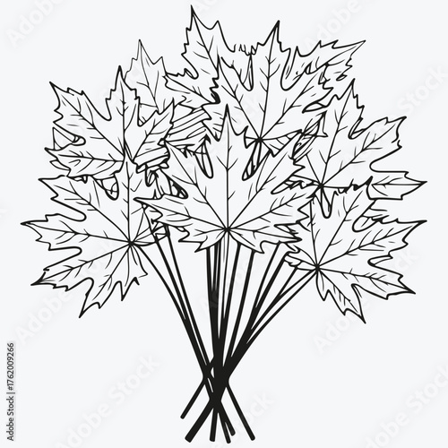 bunch of maple leaves sketch illustration vector