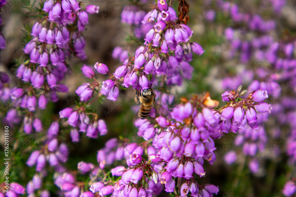 Fototapeta premium lavender field in provence