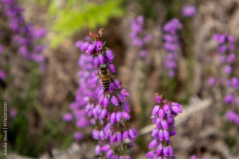 Obraz premium lavender field in provence