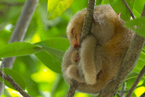 Silky Anteater, (Cyclopes didactylus), curled up sleeping on a branch in a tree at the Caroni Swamp nature reserve, Trinidad and Tobago, West Indies.