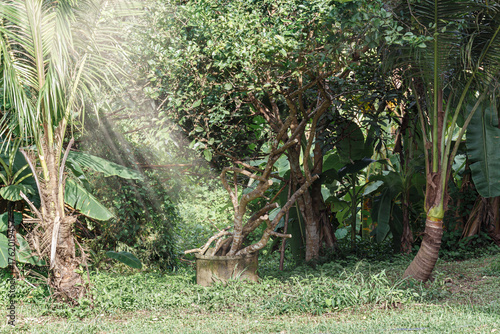 Sunlit tropical greenery with twisted tree branches and lush foliage, highlighting natural growth, serenity, and forest texture.