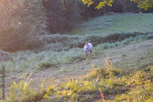horses in the meadow