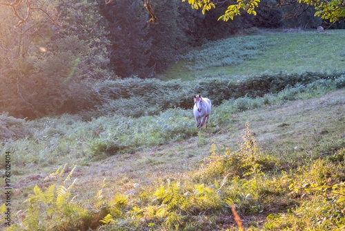 horses in the meadow