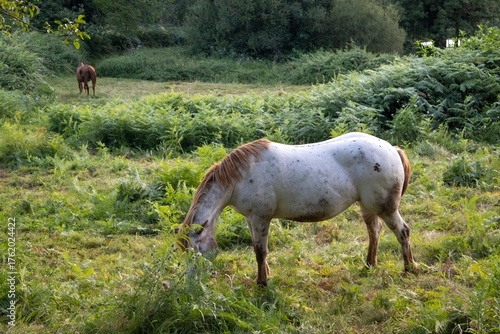 horse in the meadow