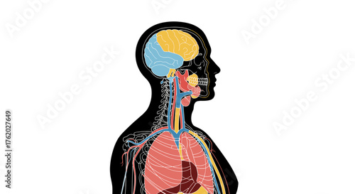 Human body anatomy diagram showing internal organs brain heart lungs and circulatory system illustration on transparent background