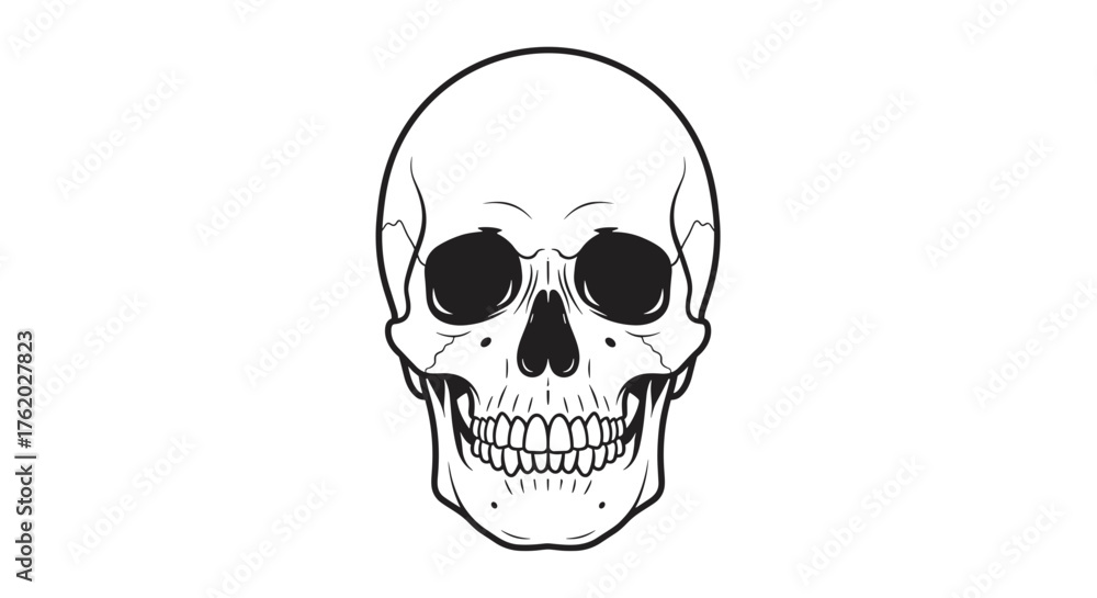 Fototapeta premium Detailed anatomical human skull drawing vector illustration for halloween or medical reference material on transparent background