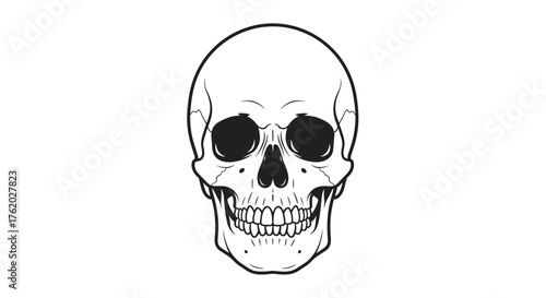 Detailed anatomical human skull drawing vector illustration for halloween or medical reference material on transparent background