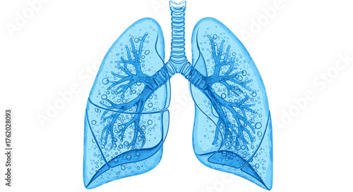 Illustration of healthy human lungs anatomy with alveoli for medical and educational purposes use on transparent background
