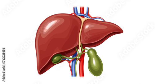 Diagram of human liver anatomy including gallbladder and bile ducts for medical education and health resources on transparent background
