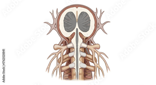 Anatomical illustration of human spinal cord nerves and brain section for medical education and study aid on transparent background