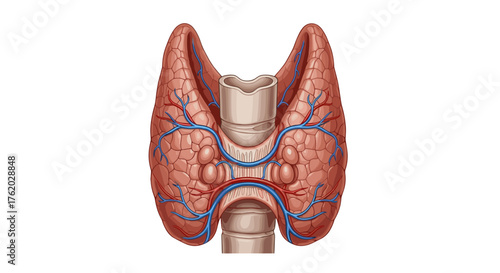 Thyroid gland anatomy illustration showing lobes isthmus and blood vessels for medical education use on transparent background