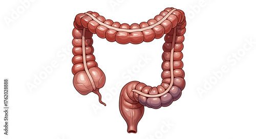 Illustration of human colon anatomy showing large intestine bowel digestive system for medical education on transparent background