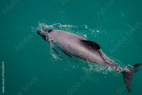 Clsoe up of a dusky dolphin swimming on the ocean surface near Kaikora, New Zealand