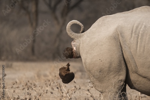 Southern white rhinoceros (Ceratotherium simum simum), cackling rhino, animal droppings, funny, Khama Rhino Sanctuary, Serowe, Botswana