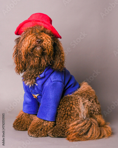 A barbet dog dressed in a halloween costume.