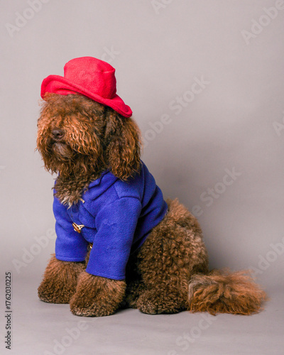 Portrait of a barbet dog wearing a halloween costume.