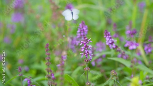 Wallpaper Mural Stunningly Beautiful Purple Wildflowers Flourish in a Lush and Vibrant Green Setting Torontodigital.ca