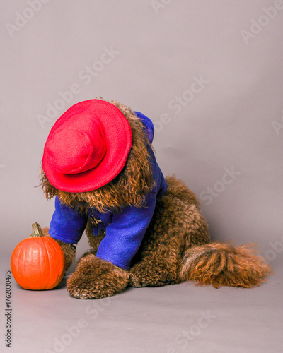 Portrait of a barbet dog in a halloween costume looking at a pumpkin.