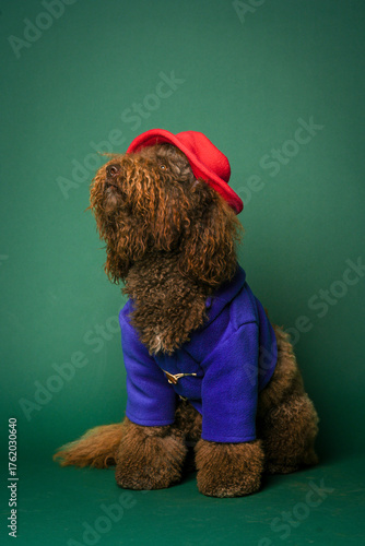 Portrait of a barbet dog wearing a costume.