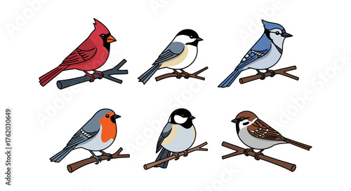 Colorful songbirds on branches: cardinal, chickadee, blue jay, and more