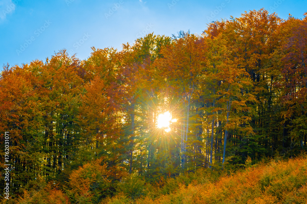 Fototapeta premium Landscape with the sun seen through the trees in the forest in autumn colors