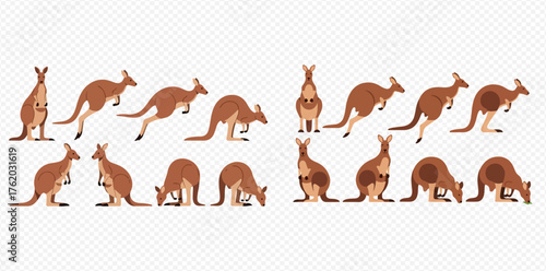 A collection of kangaroo illustrations in various poses, including standing, jumping, and grazing.