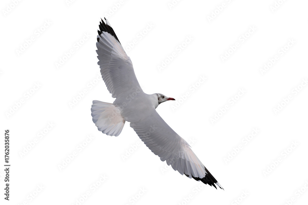Fototapeta premium Beautiful seagull flying isolated on transparent background. 