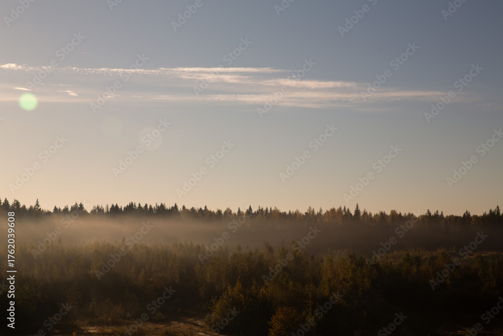 Fototapeta premium Autumn Forest Landscape in Golden Light