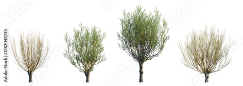 Salix caprea tree (Goat Willow) isolated PNG on a transparent background premium nature cutout