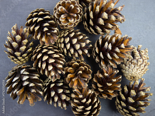 An overhead view of fallen pine cones set on a blue slate background.